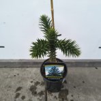 Araukária andská (Araucaria araucana) Blahočet čilský - výška 15-25 cm, kont. C1,5L (-18°C)